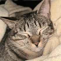 Thumbnail photo of Cayman #3