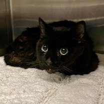 Thumbnail photo of Tonka Bean #2