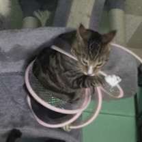 Thumbnail photo of Jasper #4