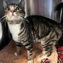Thumbnail photo of Jasper #1