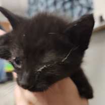 Thumbnail photo of Rip #1