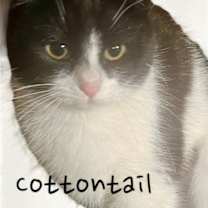 Thumbnail photo of Cottontail #3