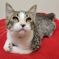 Thumbnail photo of Cupcake #4
