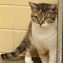 Thumbnail photo of Kiwi #2