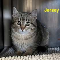 Thumbnail photo of Jersey #2