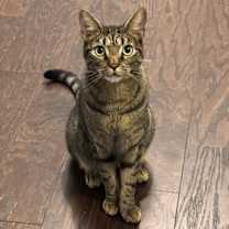 Thumbnail photo of Ancho #1