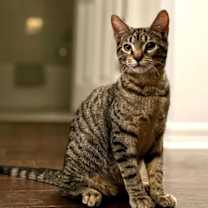 Thumbnail photo of Ancho #2