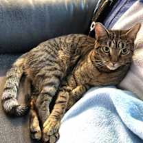 Thumbnail photo of Ancho #3