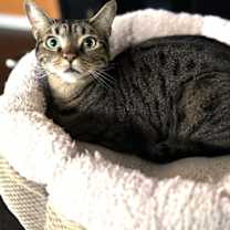 Thumbnail photo of Ancho #4