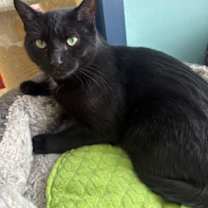 Thumbnail photo of Bellatrix #3