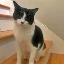 Thumbnail photo of Felix Sylvester #1