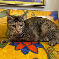 Thumbnail photo of Dulcecita Caramel #3