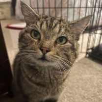 Thumbnail photo of DINTY MOORE #1