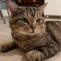 Thumbnail photo of DINTY MOORE #2