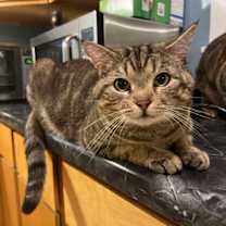 Thumbnail photo of DINTY MOORE #3