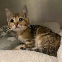 Thumbnail photo of Tawny #2