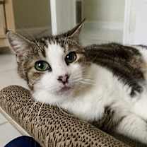 Thumbnail photo of Peg AKA Peggy #1