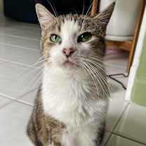 Thumbnail photo of Peg AKA Peggy #2