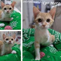 Thumbnail photo of Cpt Morgana #2