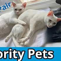 Thumbnail photo of Alaska   *A PRIORITY PET* #1