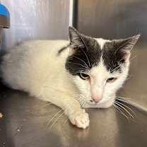 Thumbnail photo of Gregaro #2