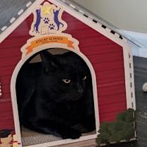 Thumbnail photo of Peter Pan - (must be adopted w/Rocky) #3