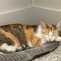 Thumbnail photo of CiCi #2