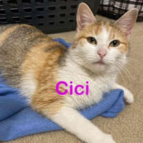 Thumbnail photo of CiCi #3
