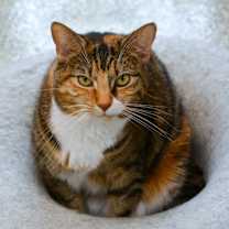 Thumbnail photo of DEMI #2