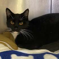 Thumbnail photo of MISS SOX #2