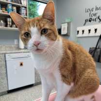 Thumbnail photo of SOLANA #2