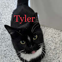 Thumbnail photo of TYLER Cat #3