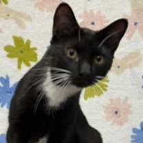 Thumbnail photo of Rummy - MT #2