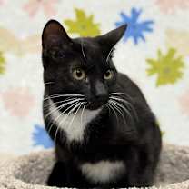 Thumbnail photo of Rummy - MT #3