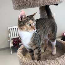 Thumbnail photo of Cayenne #4