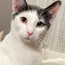 Thumbnail photo of Polo (LE) #1