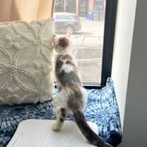 Thumbnail photo of Victoria Falls #4