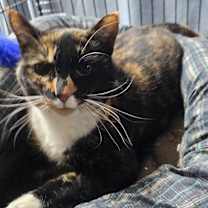 Thumbnail photo of Sally-- bonded pair #1