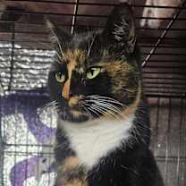 Thumbnail photo of Suzy-- bonded pair #2