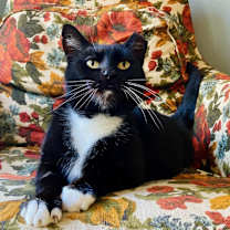 Thumbnail photo of Dottie #1