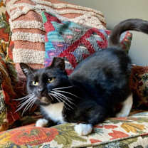 Thumbnail photo of Dottie #2