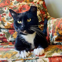 Thumbnail photo of Dottie #4