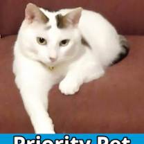 Thumbnail photo of Trenton   *A PRIORITY PET* #1