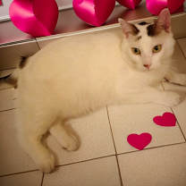 Thumbnail photo of Trenton   *A PRIORITY PET* #3