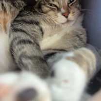 Thumbnail photo of Caesar #1