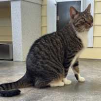 Thumbnail photo of Garland #1