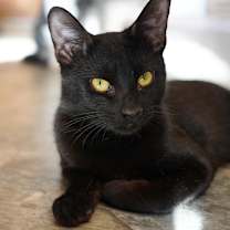 Thumbnail photo of Shady #1