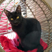 Thumbnail photo of Shady #2