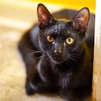 Thumbnail photo of Shady #3