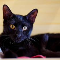 Thumbnail photo of Shady #4